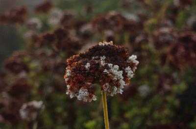 2024-08-11 19.36.52.jpg