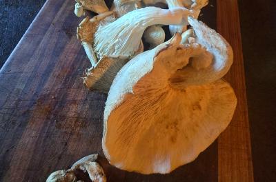 2024-08-13 16.13.10.jpg