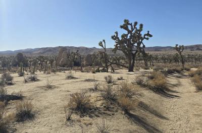 2024-12-15 11.50.20.jpg