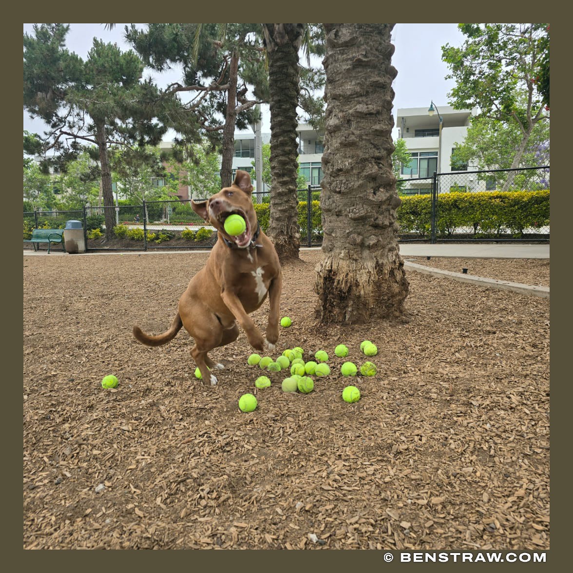 Photo of dogs, animals and rhys