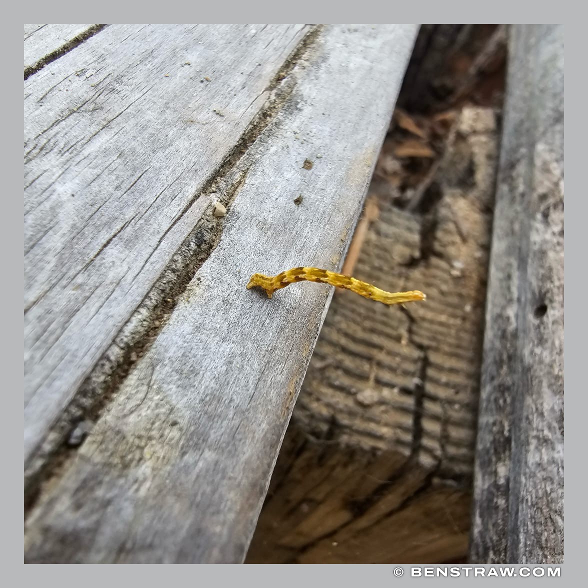 Photo of nature, inch worm and animals