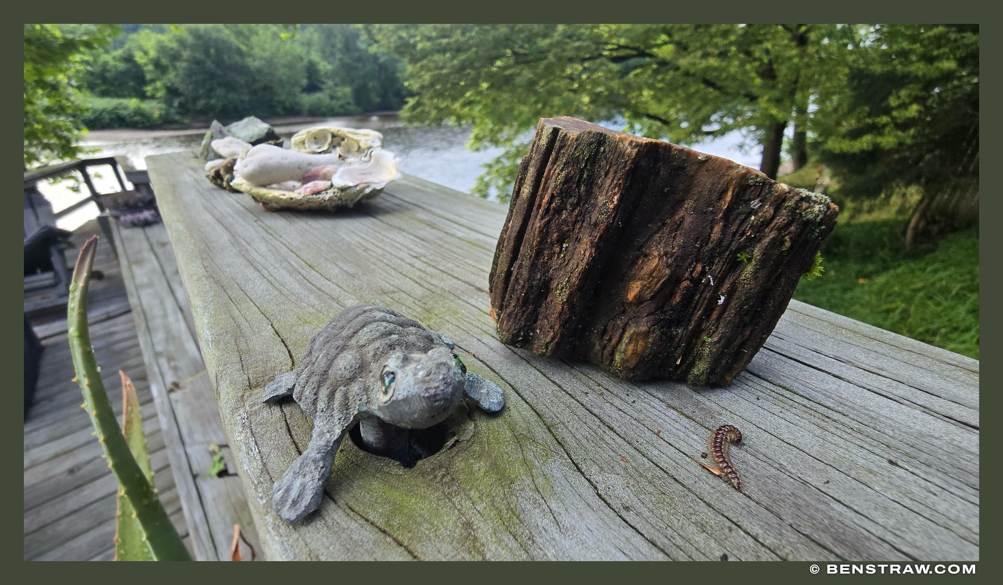 Photo of nature, turtle and the river in Delaware River