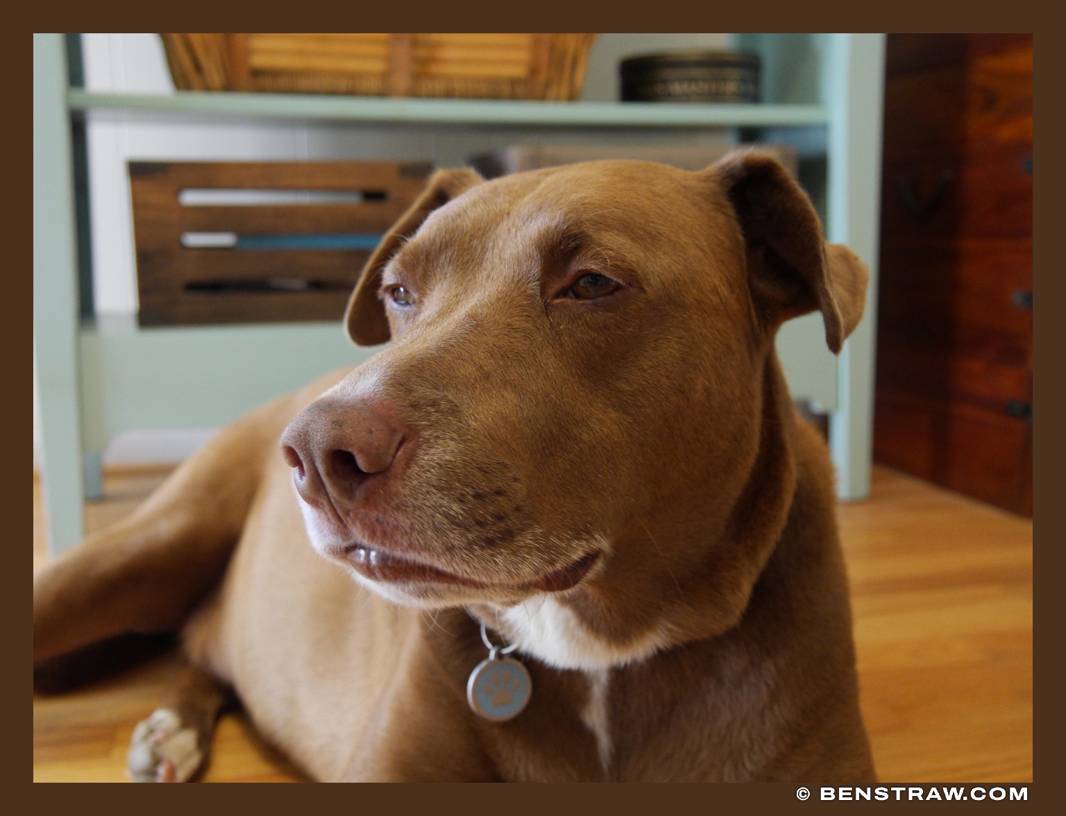 Photo of lumix, portrait and dogs