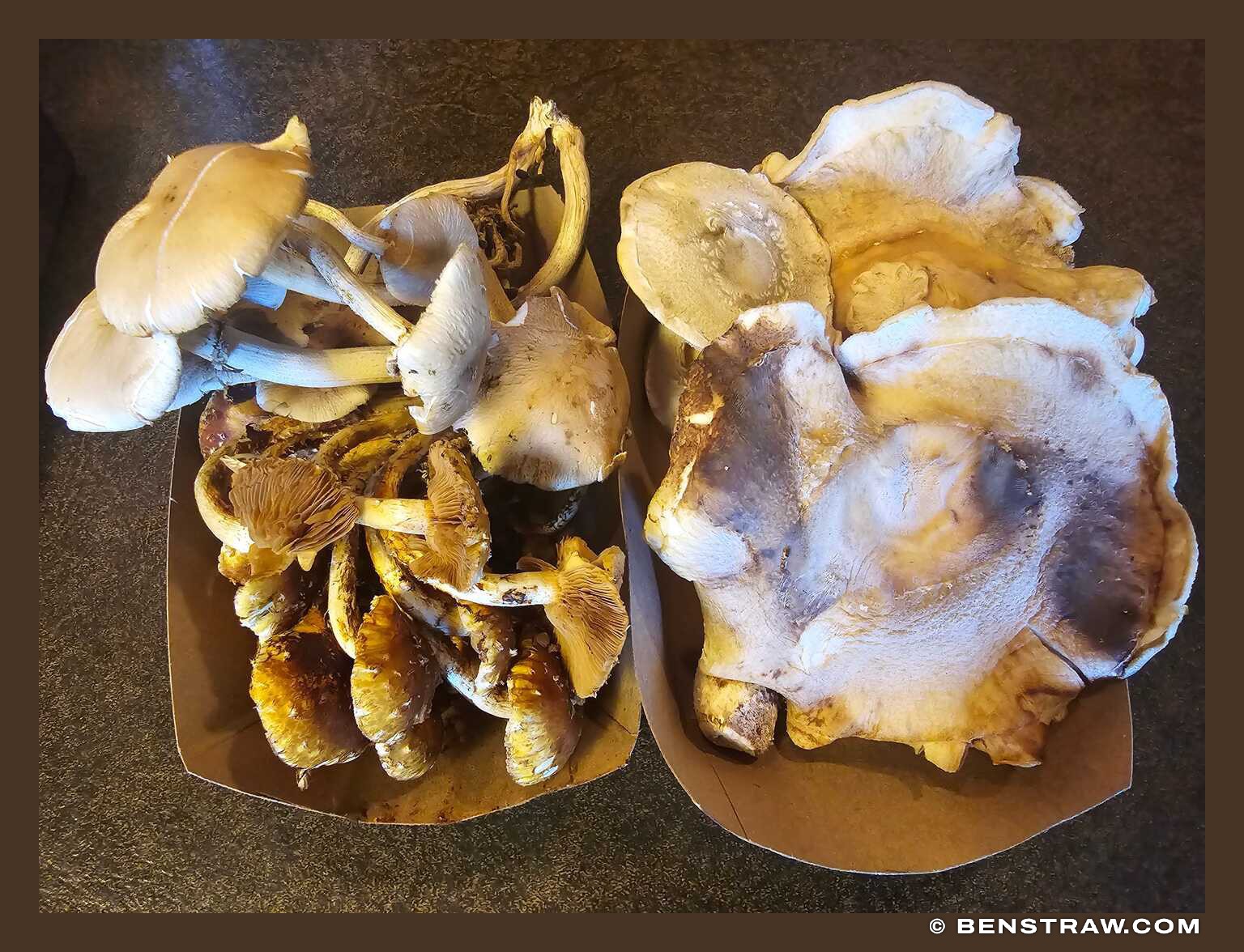 Photo of mushrooms, food and oyster mushrooms