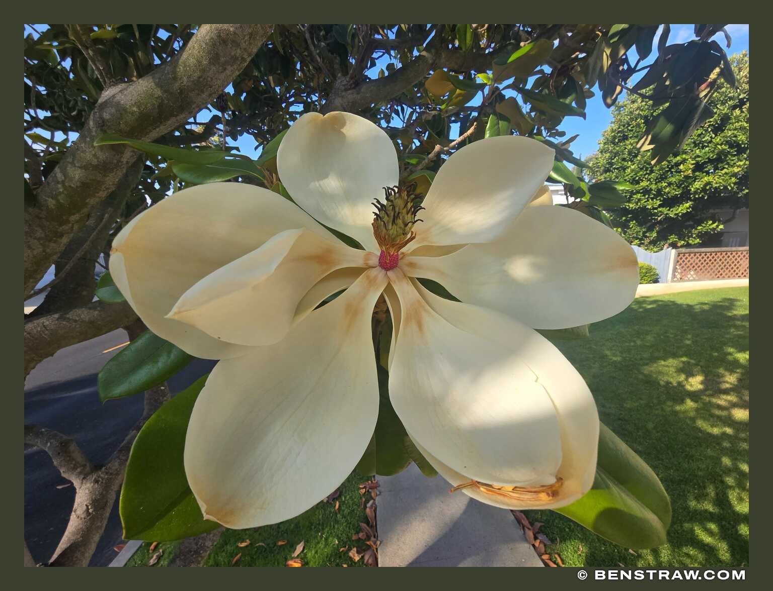 Photo of nature and flower