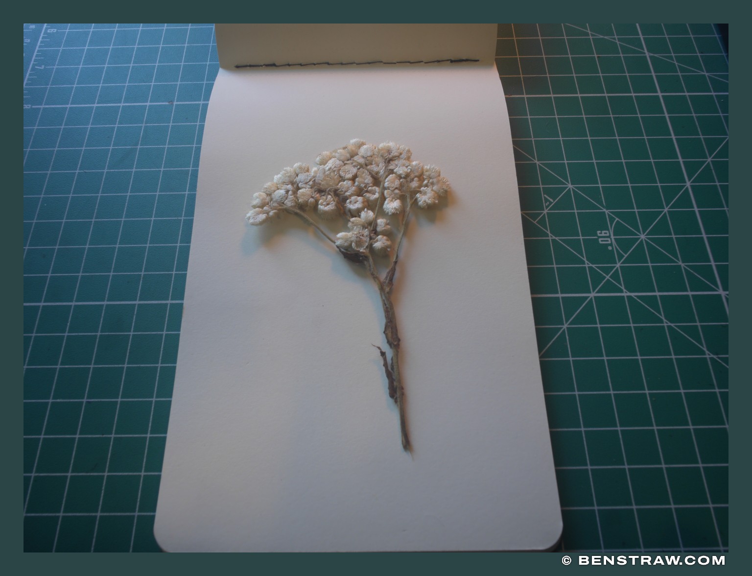 Photo of lumix, still life and nature