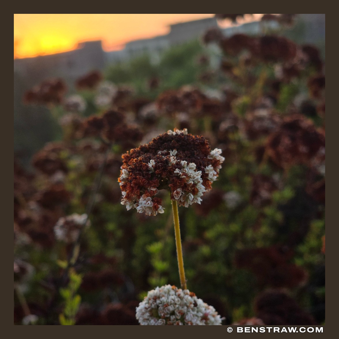 Photo of nature, flower and landscape