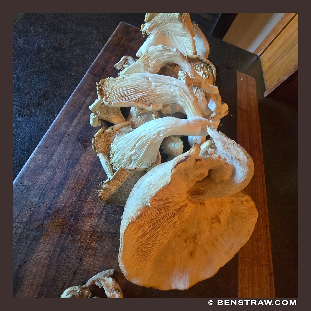Photo of food, mushrooms and oyster mushrooms