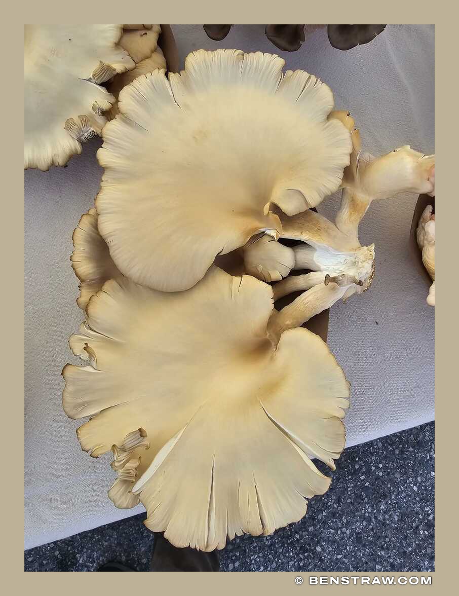 Photo of food, mushrooms and oyster mushrooms