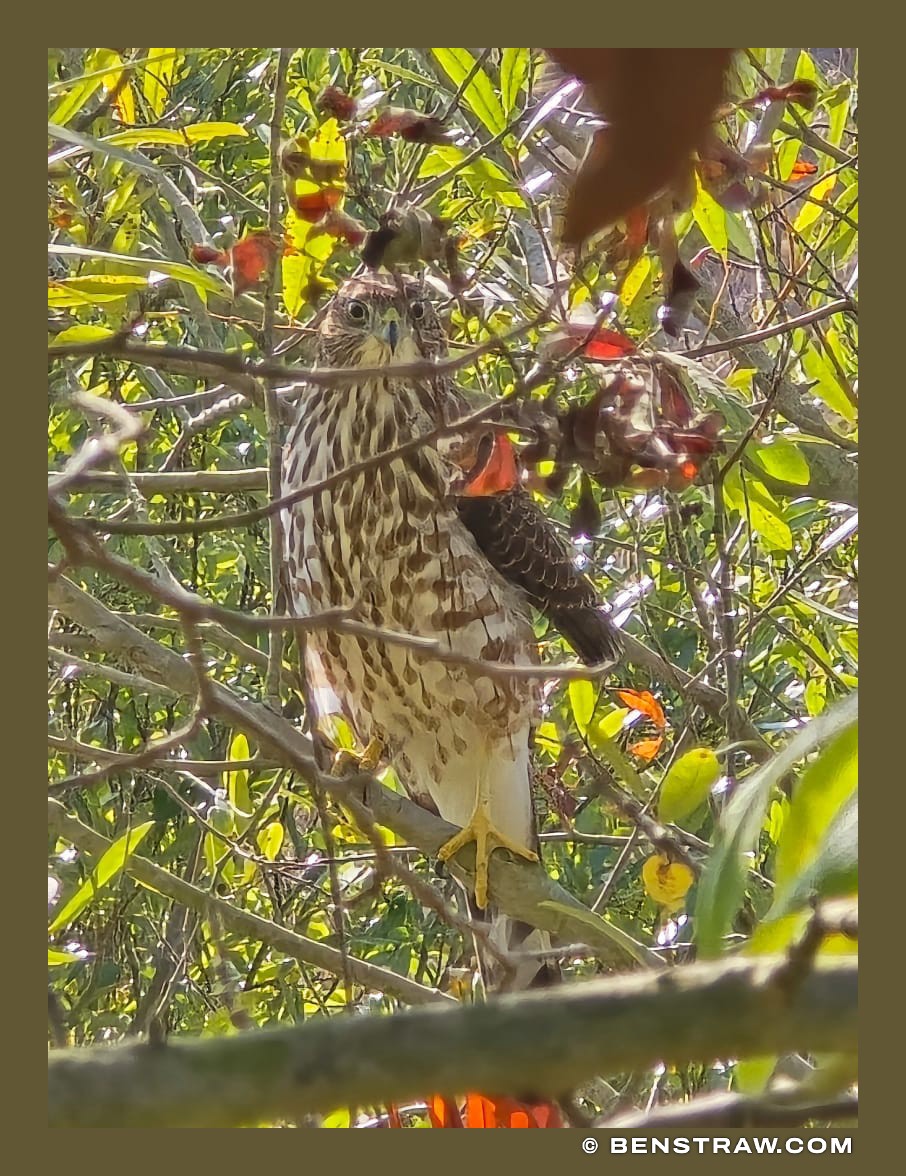 Photo of nature, birds and cooper's hawk