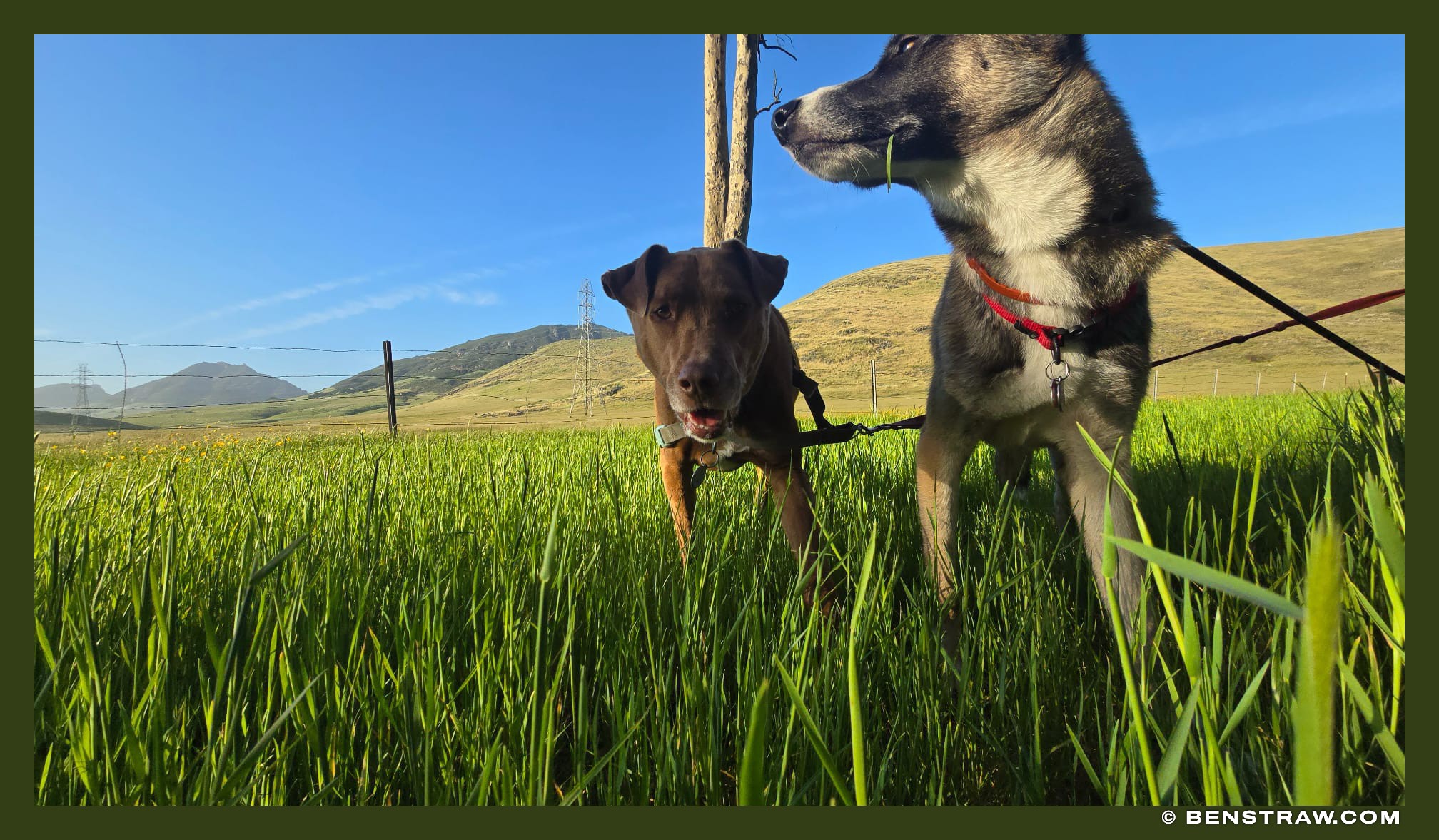 Photo of landscape, dogs and animals in San Luis Obispo, California
