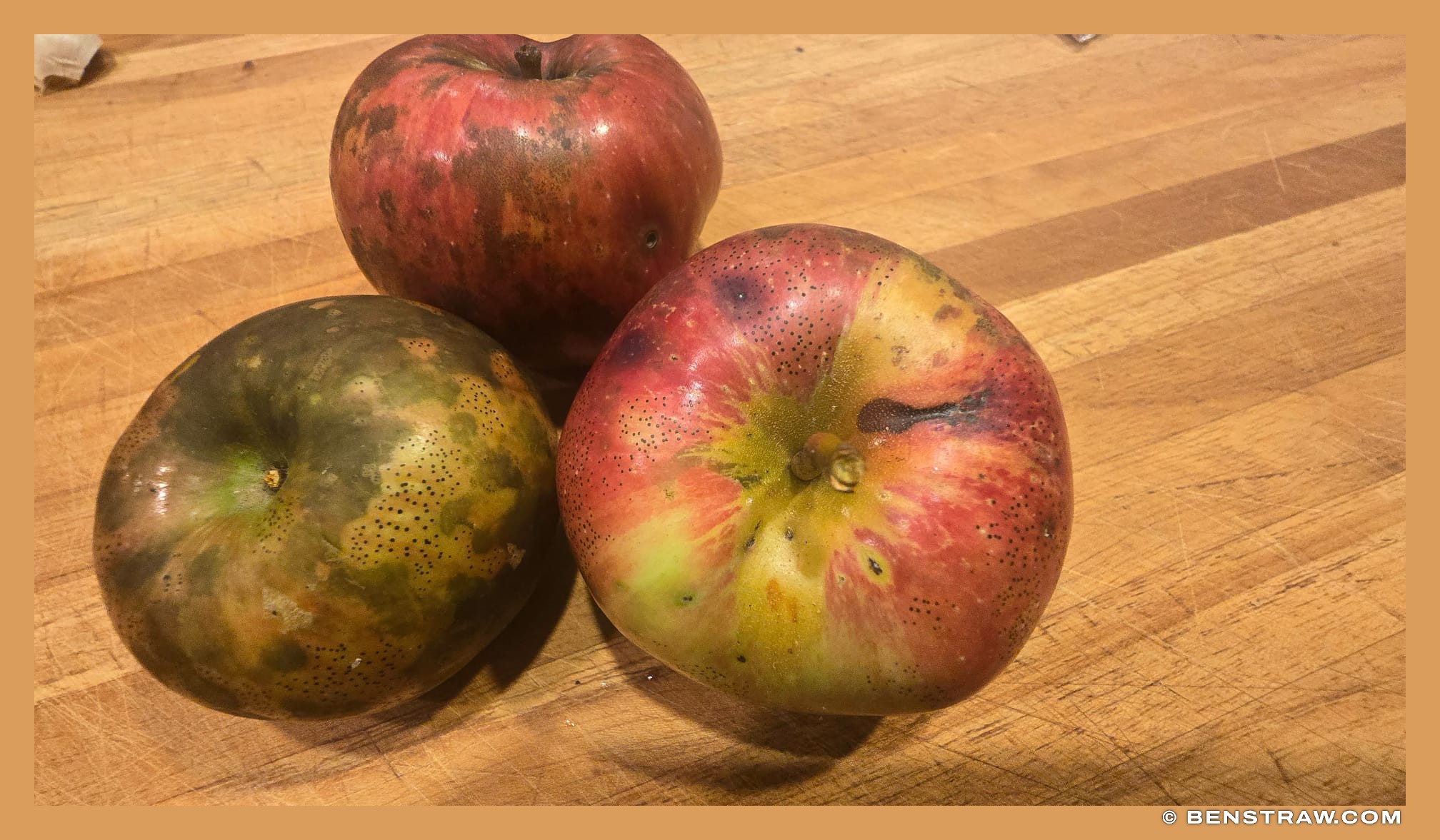 Photo of nature, apples and wild apples