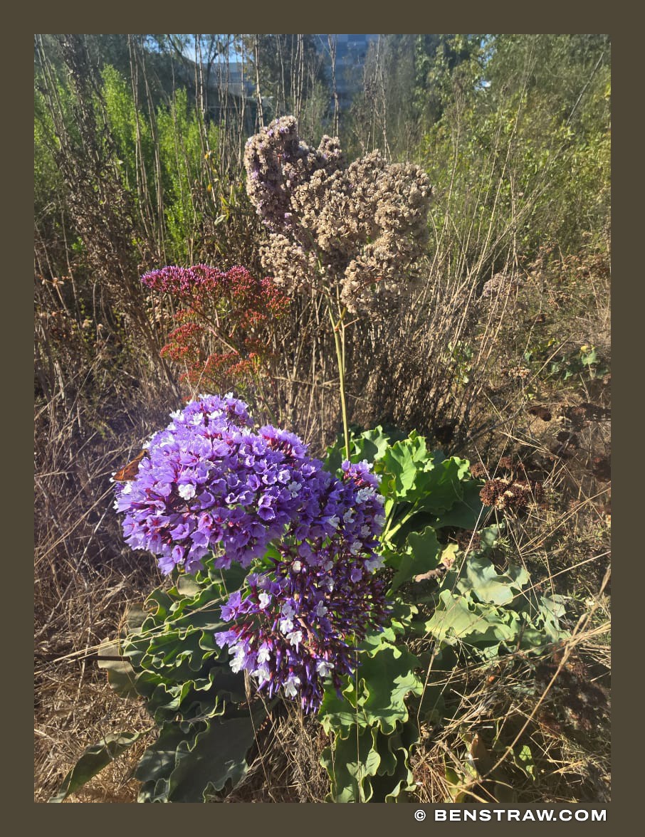 Photo of nature and flowers