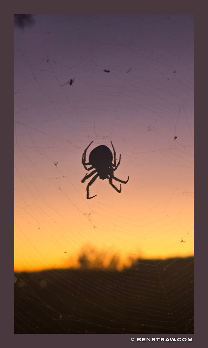 Photo of nature, sunset and arachnid