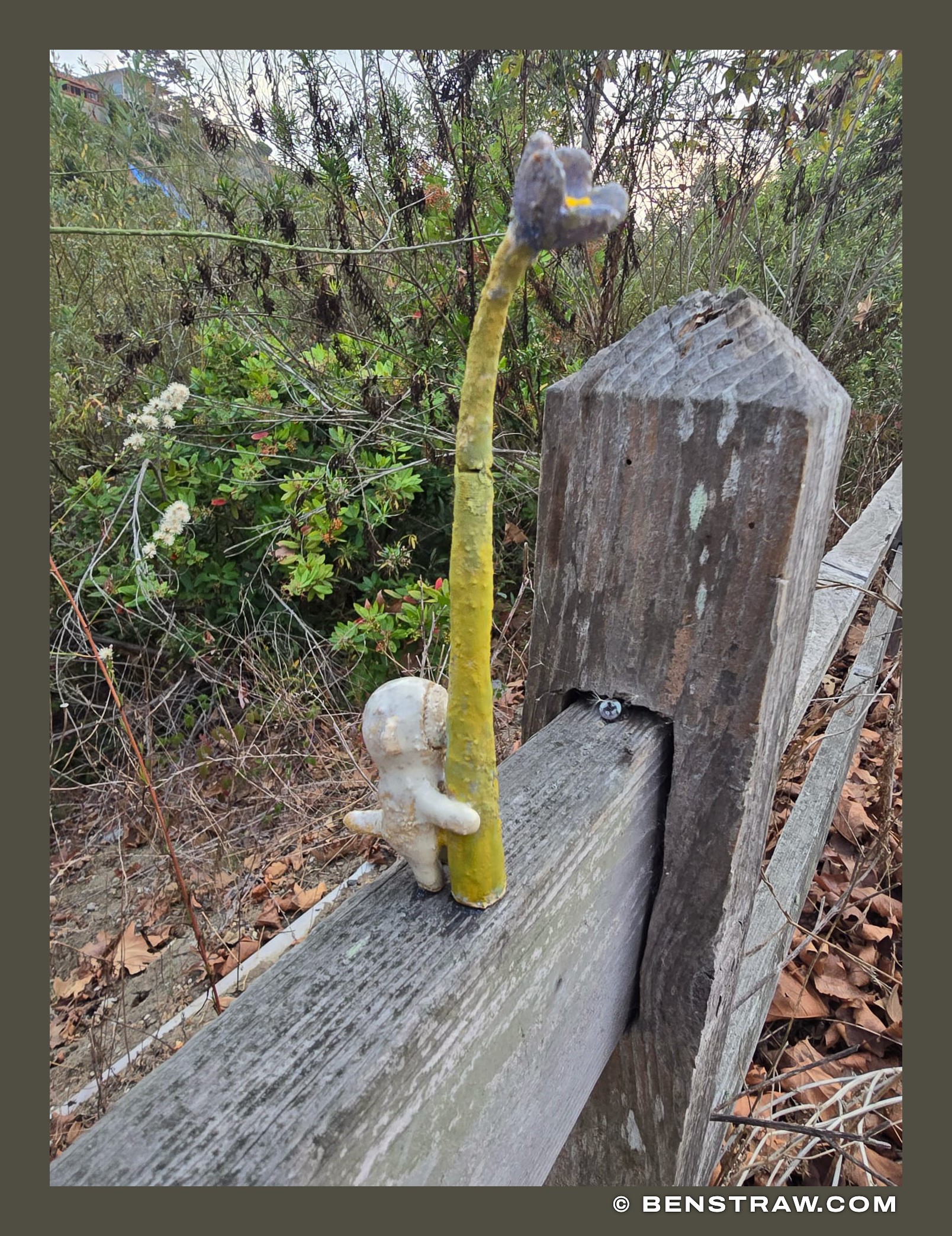 Photo of found and nature