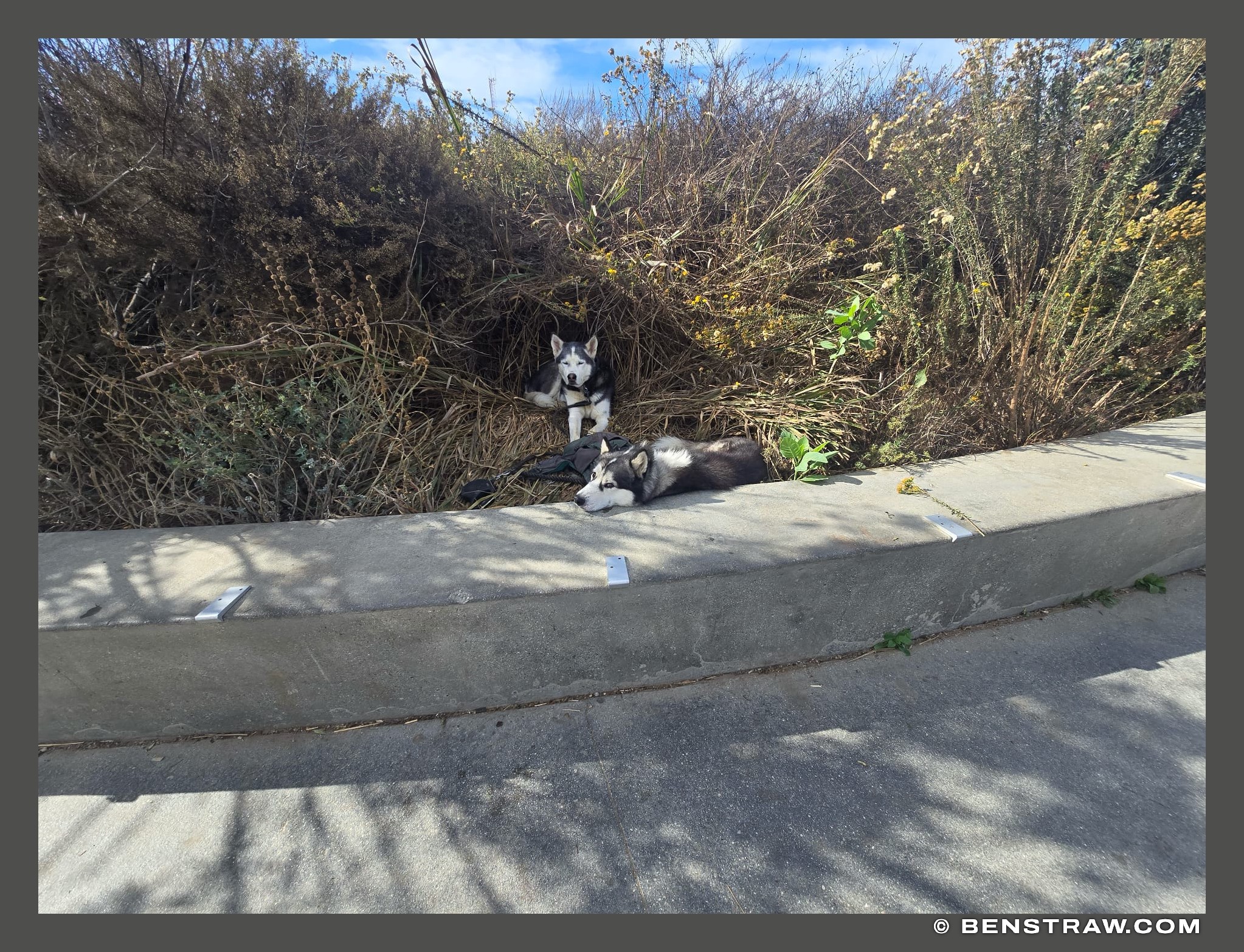 Photo of animals and dogs in Baldwin Hills Scenic Overlook, Culver City, California