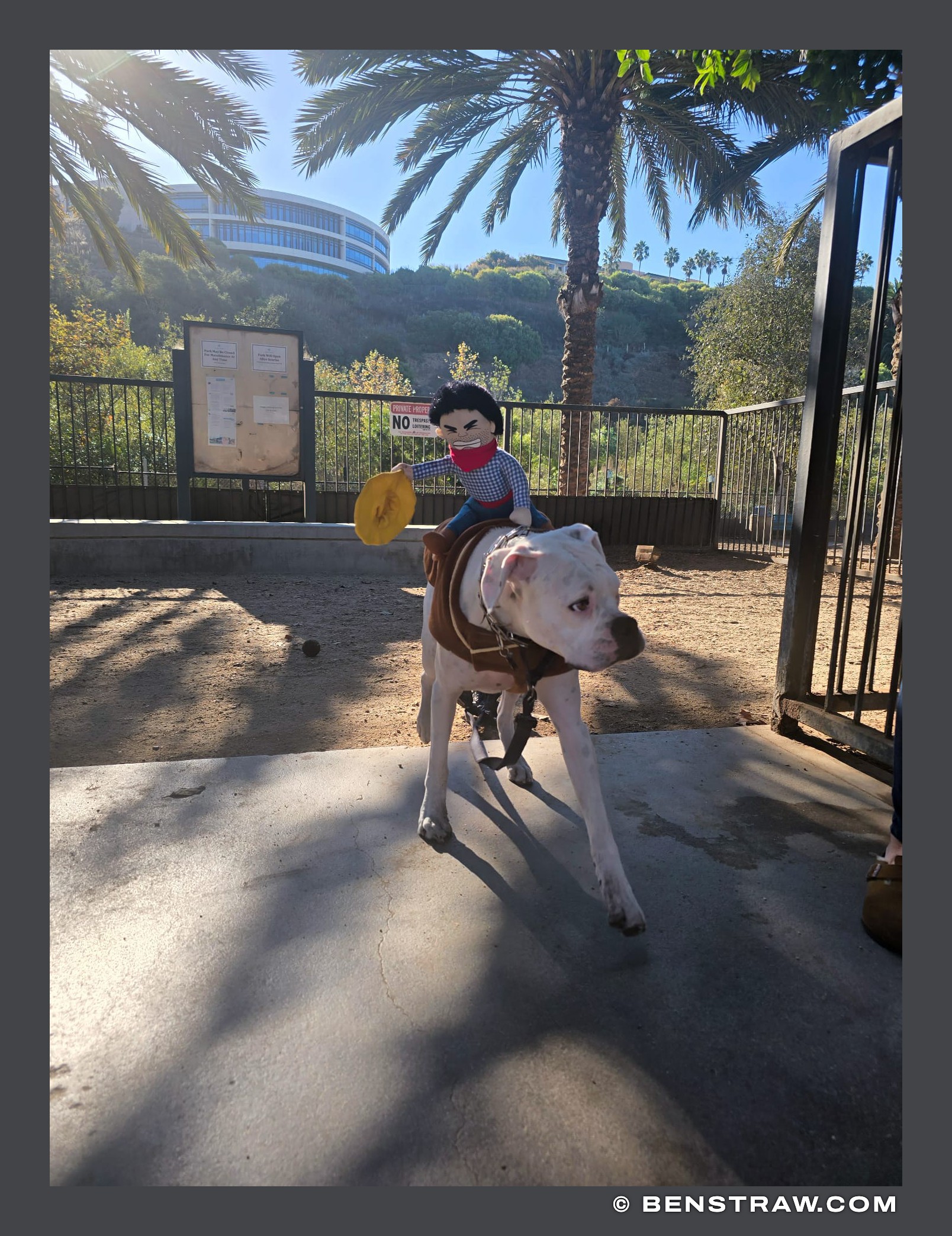 Photo of halloween, animals and dogs