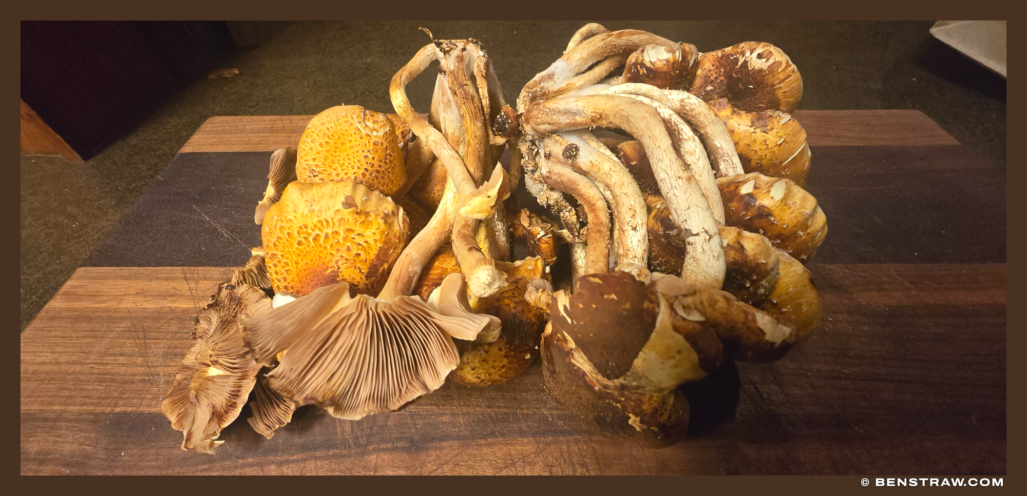 Photo of food, mushrooms and chestnut mushrooms