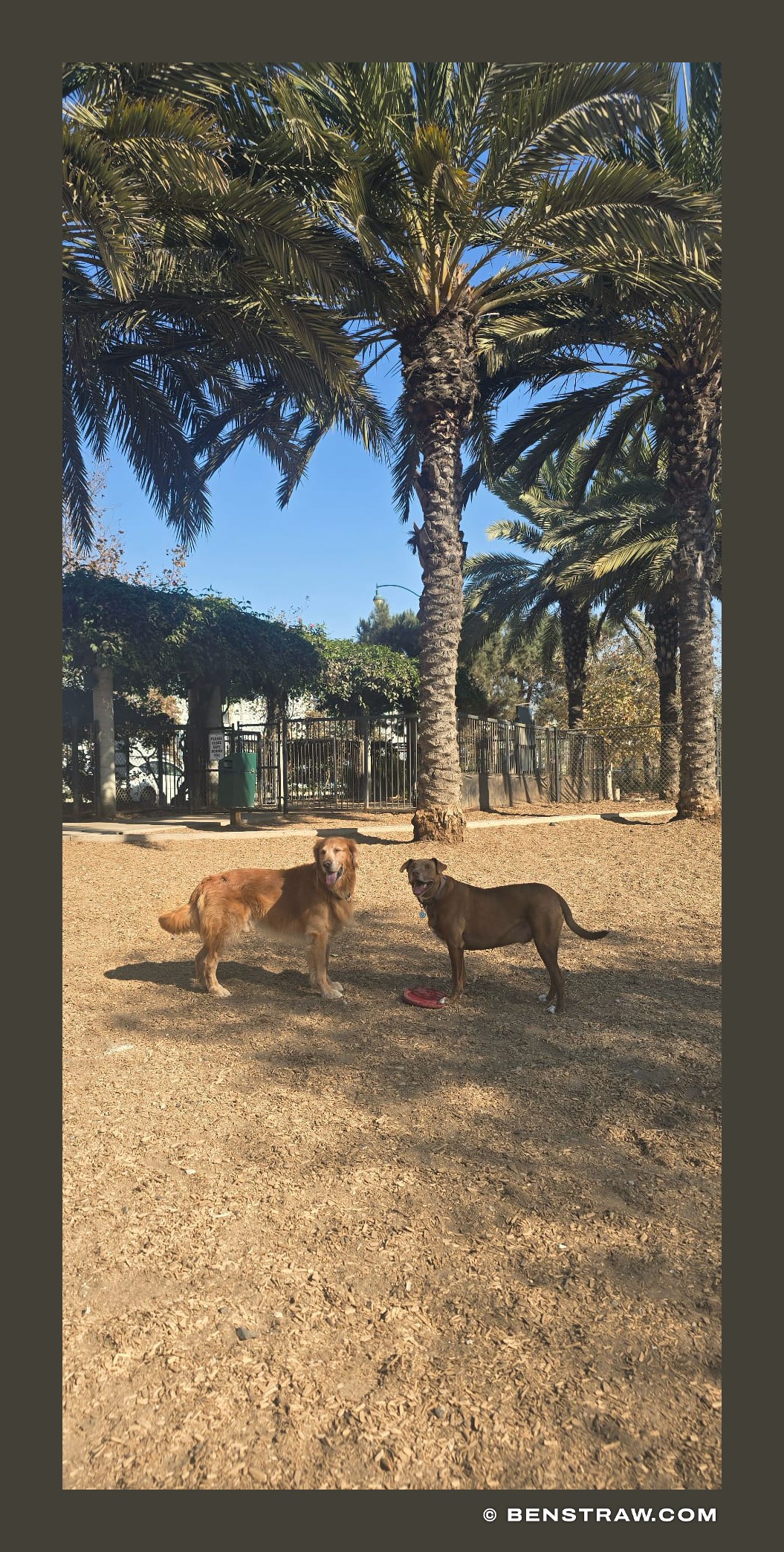 Photo of animals, dogs and rhys