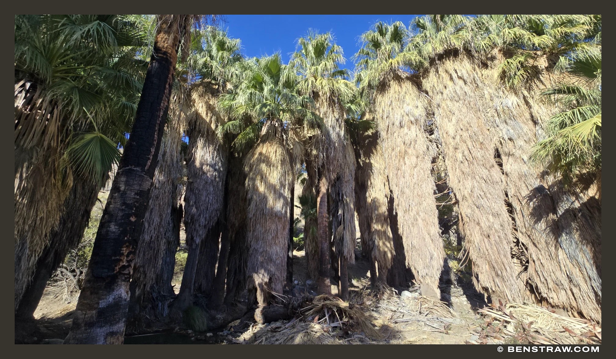 Photo of landscape, desert and plant in Mojave Desert