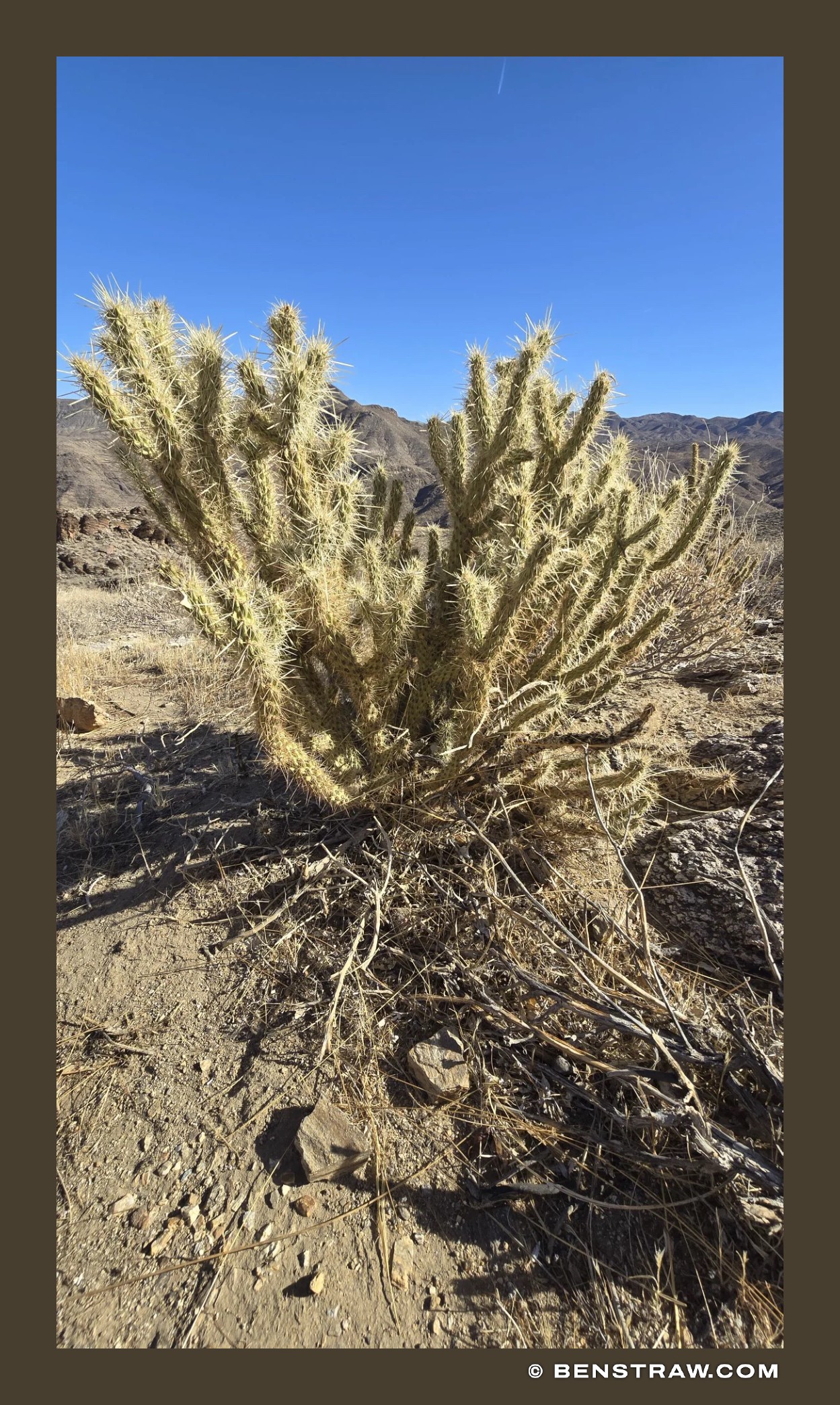 Photo of landscape, desert and plant in Joshua Tree National Park, Mojave Desert, California