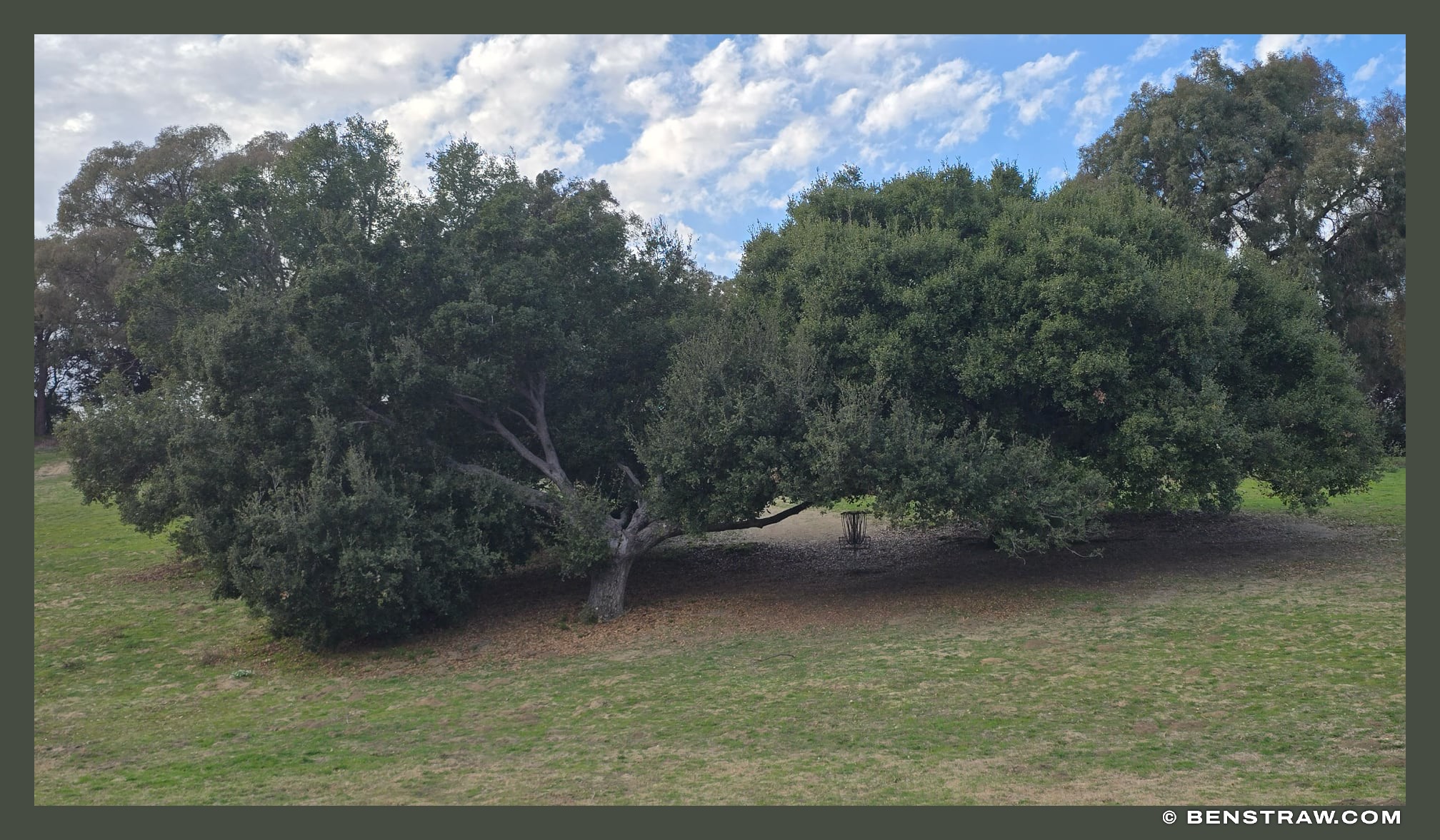 Photo of nature and trees in Janice's Green Valley, Kenneth Hahn State Recreation Area, Los Angeles, California