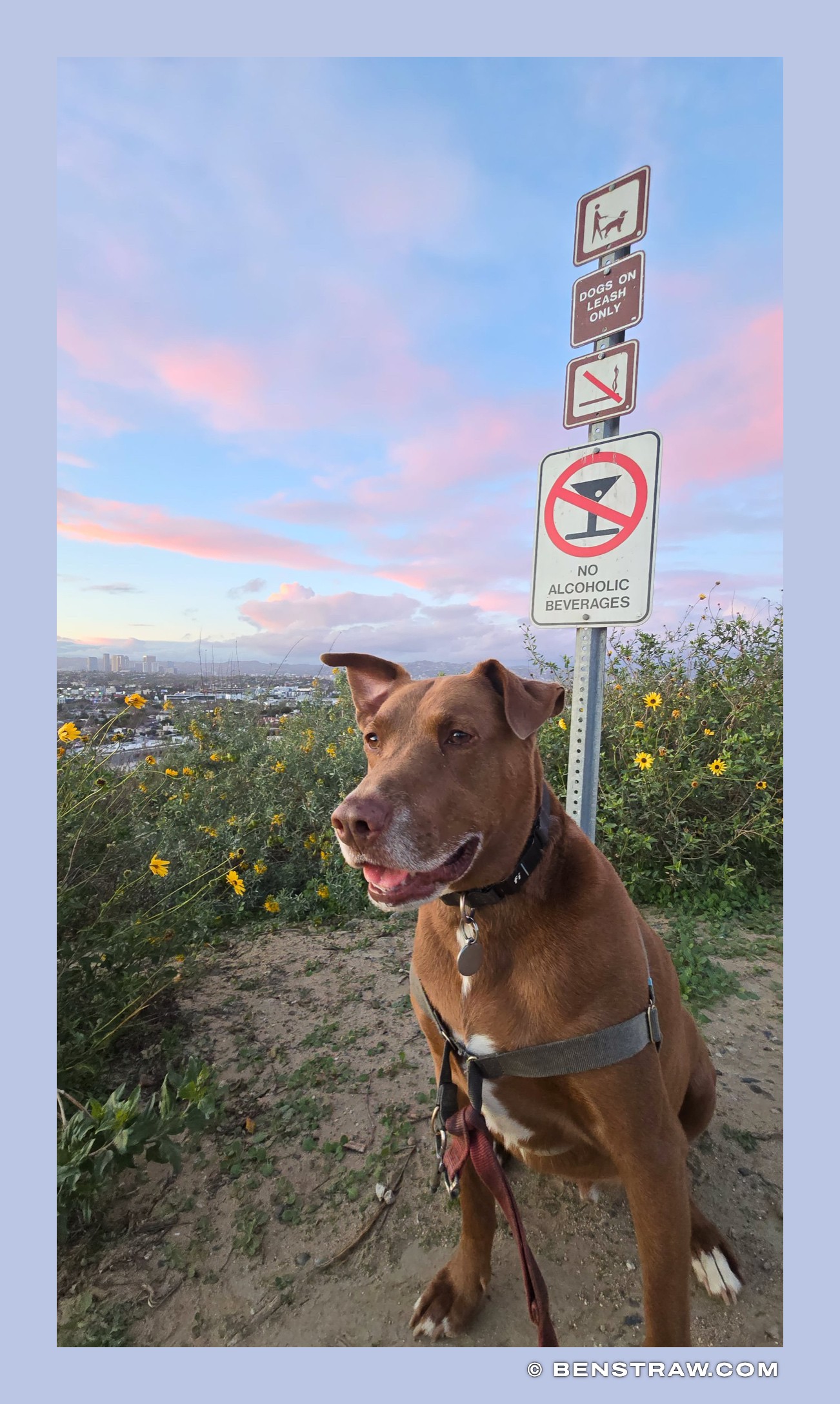 Photo of dogs, rhys and rhys lightning in Baldwin Hills Scenic Overlook, Culver City, California