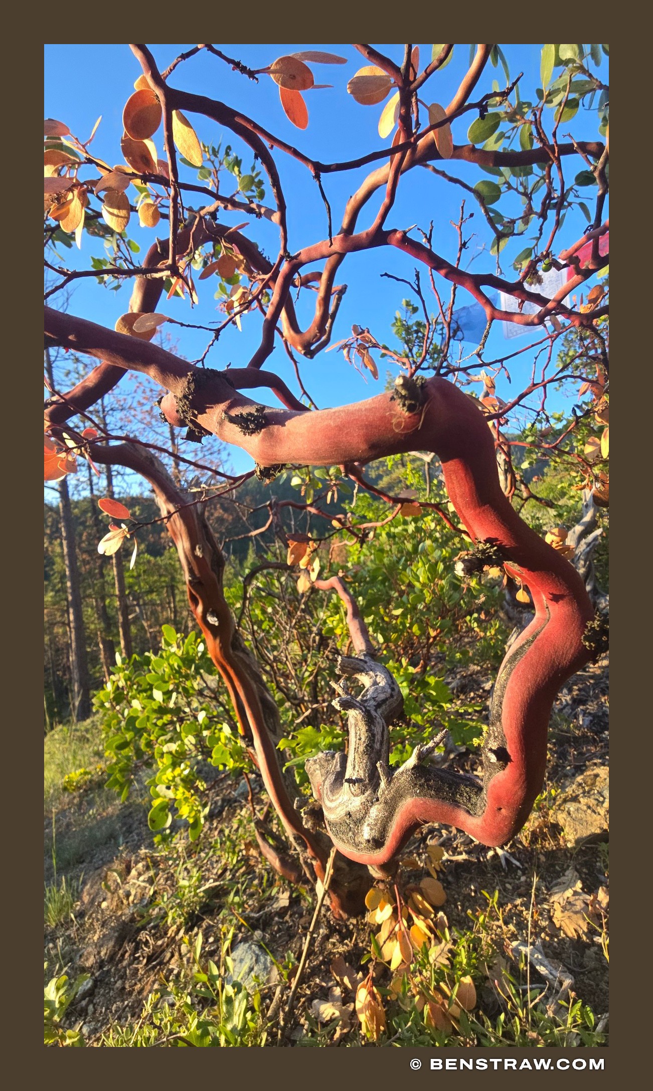Photo of trees, Manzanita and nature in Mount Shasta, California