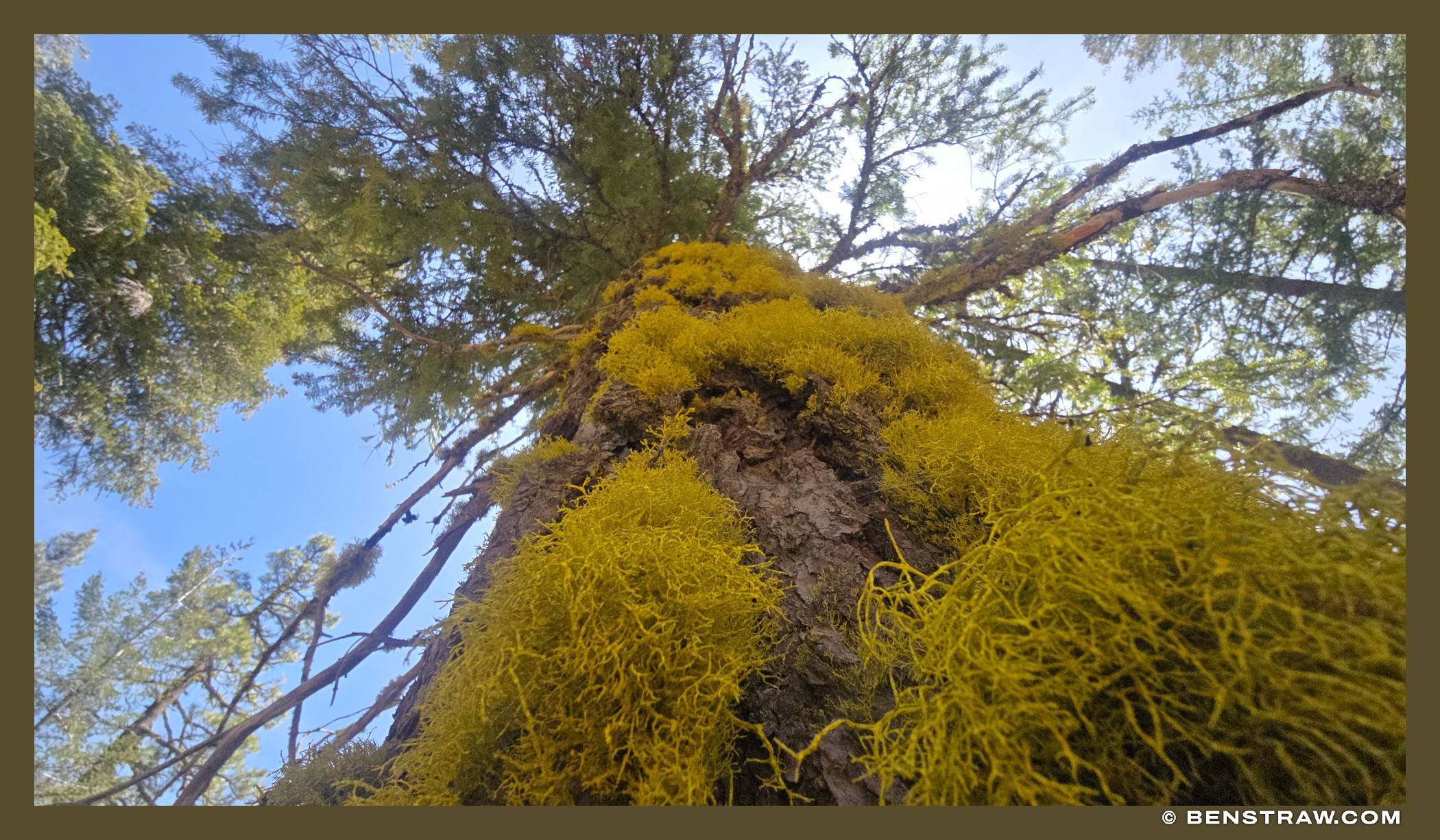 Photo of tree, moss and vibrant colors in Mount Shasta, California