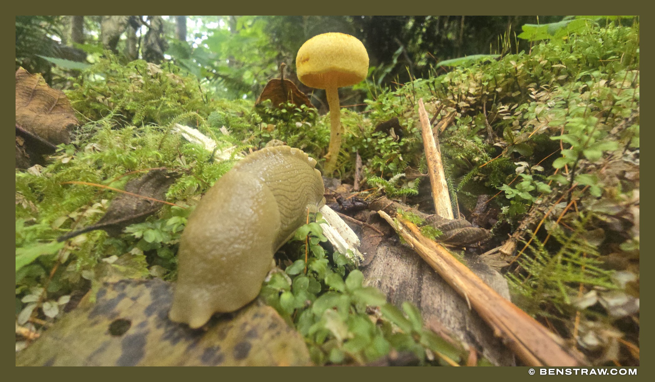 Banana Slug and Golden Cap