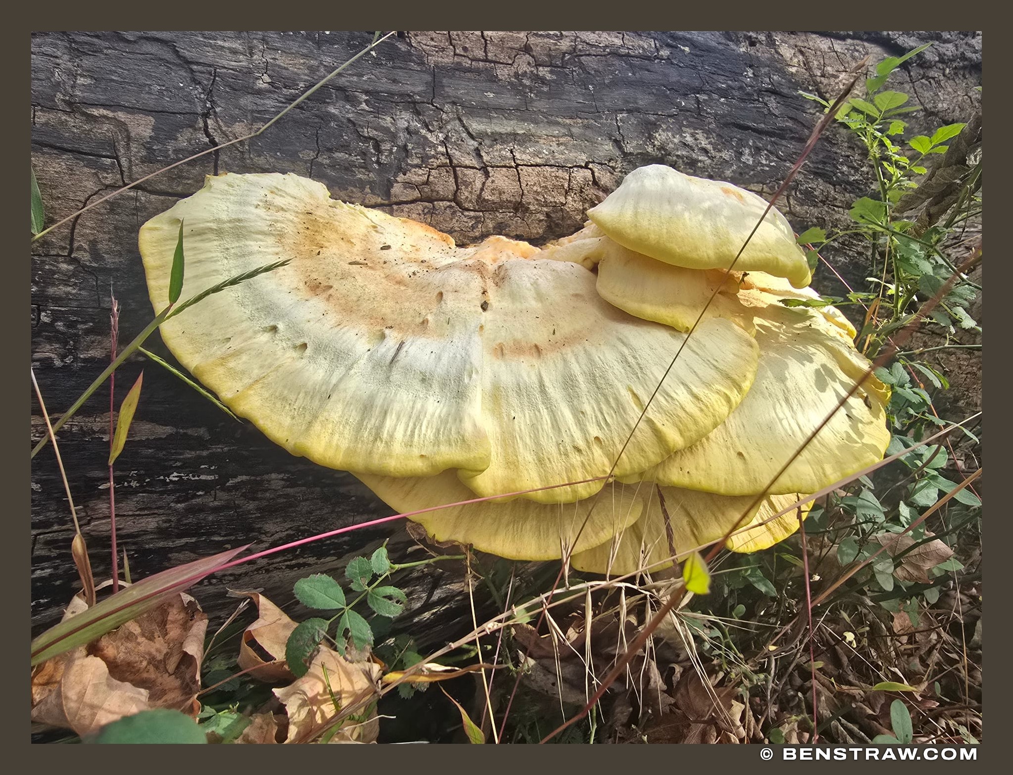 Bracket Fungus on a Fallen Log