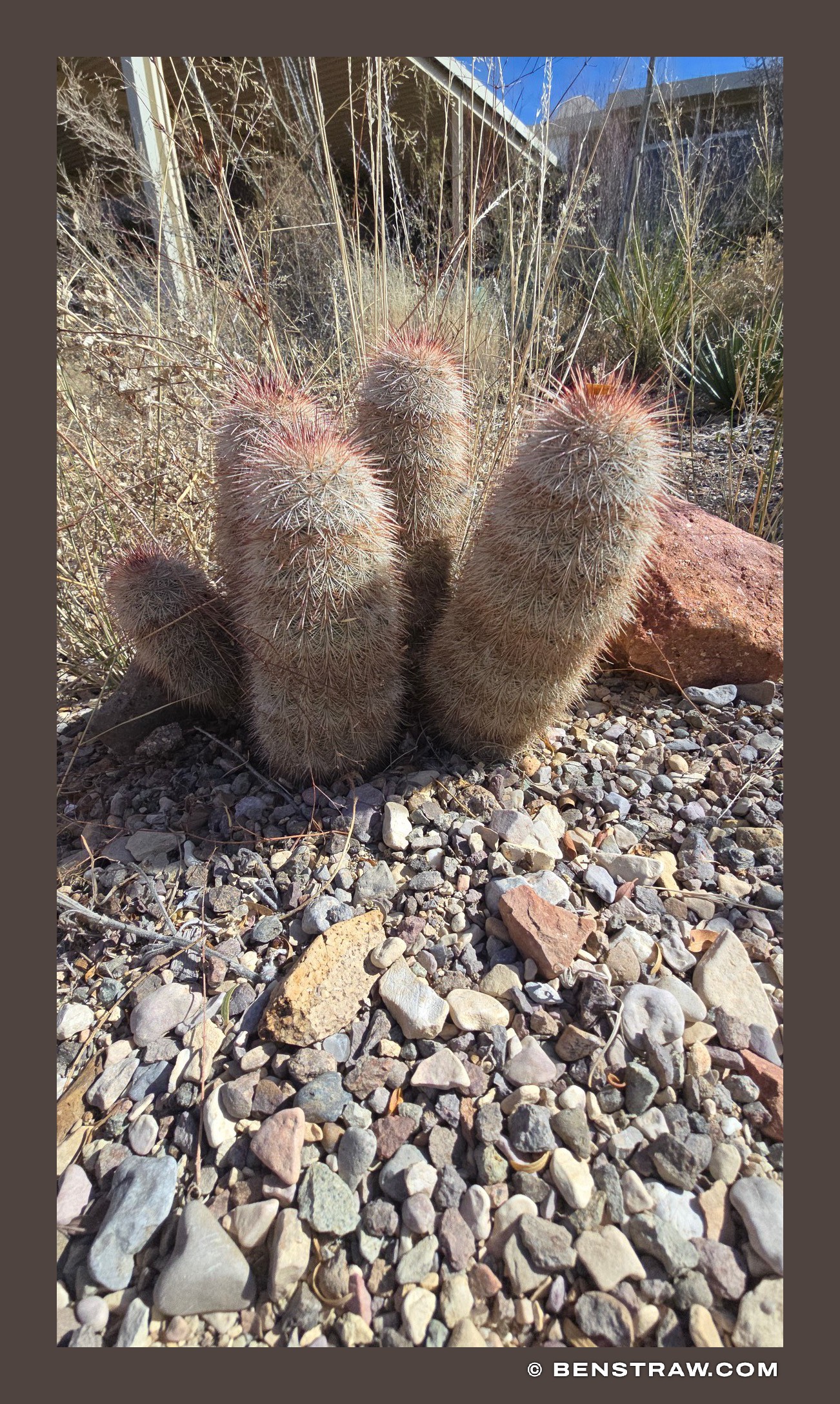 Cactus Cluster in Big Bend