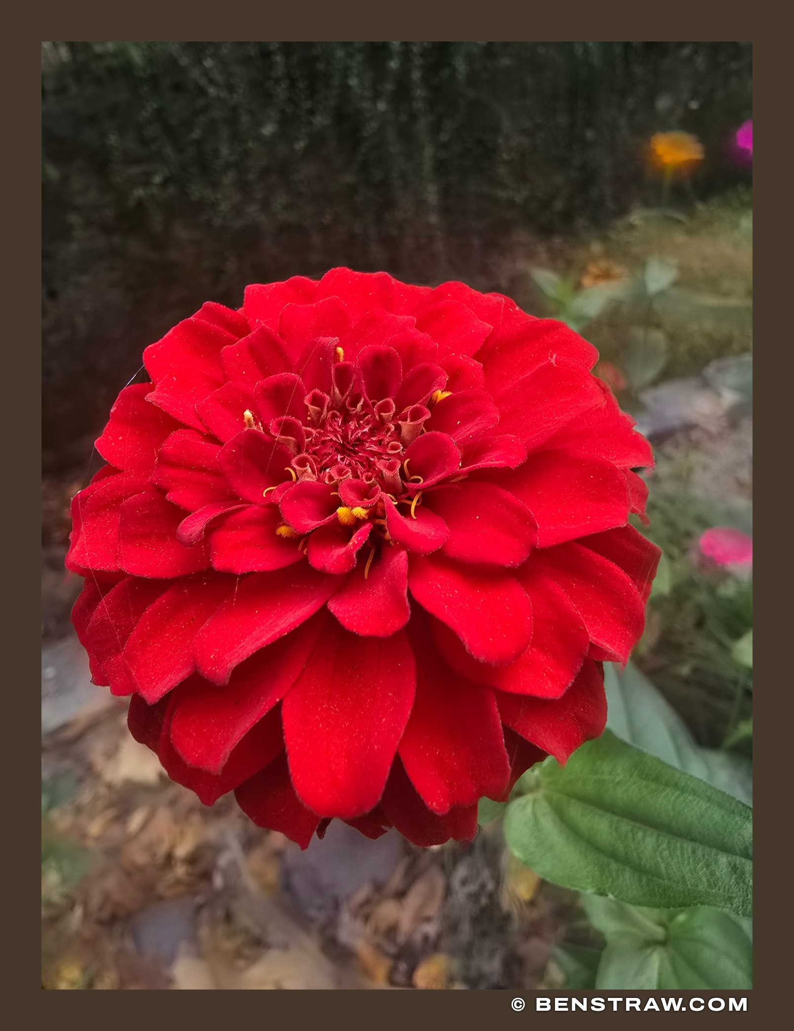Cherry Queen Zinnia