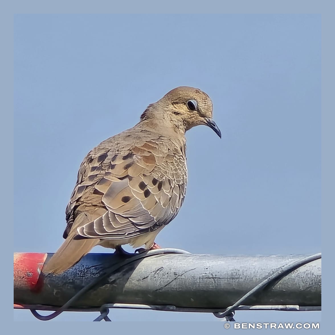 Dove on the Rail