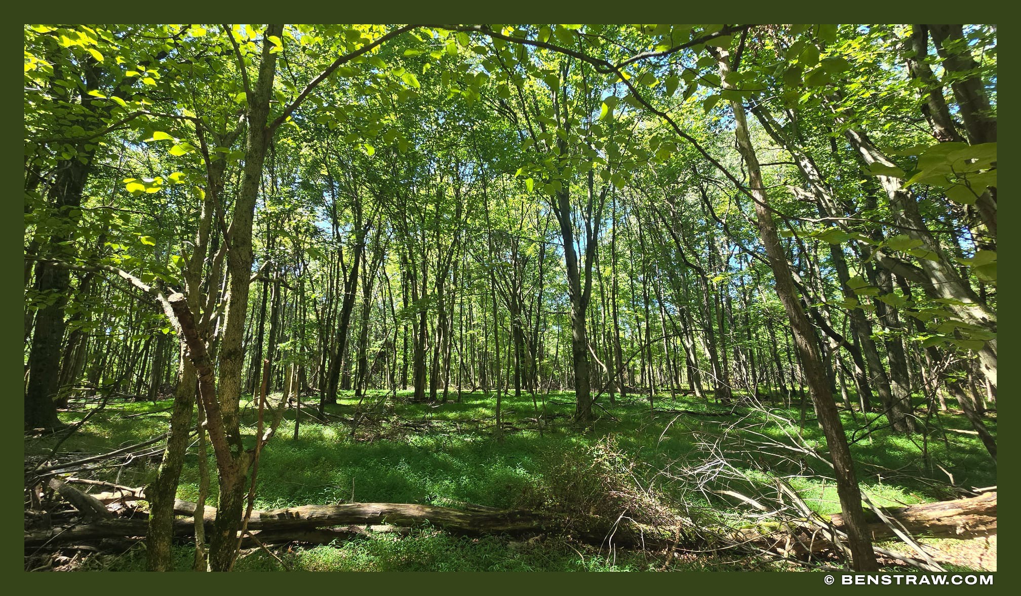 Green Light in the Woods