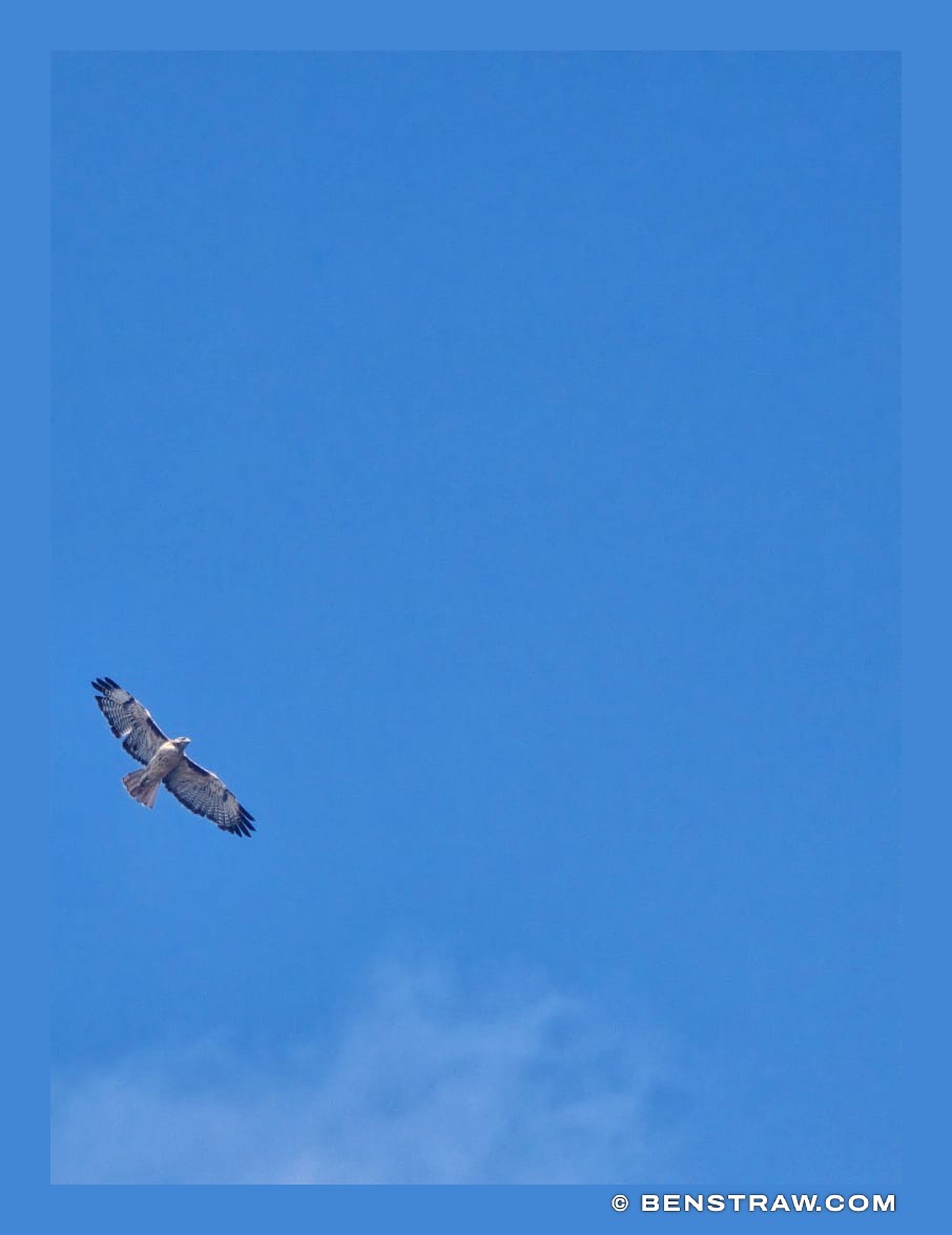 Hawk Overhead