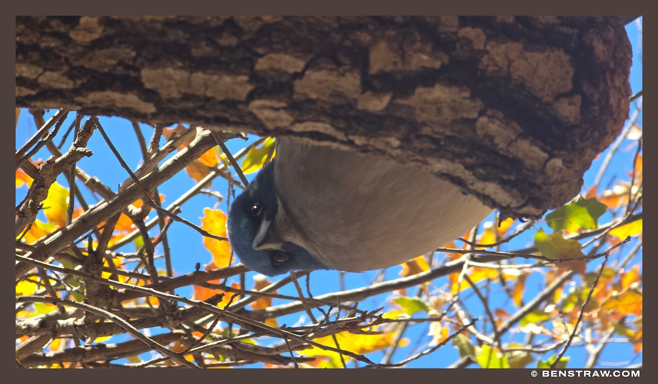 Jay Among the Autumn Leaves