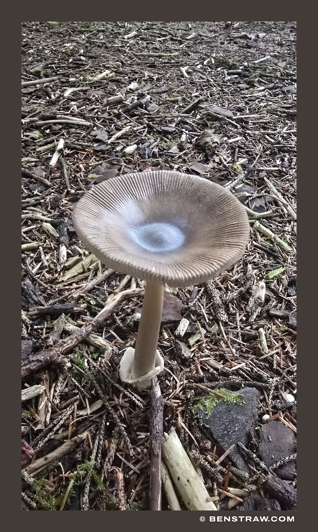 Lone Mushroom, Olympic Forest