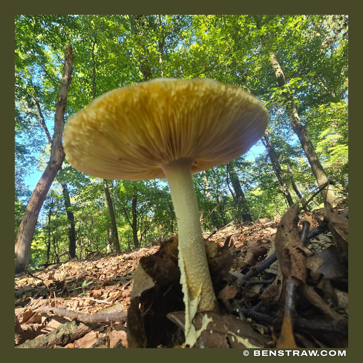 Mushroom Beneath the Canopy