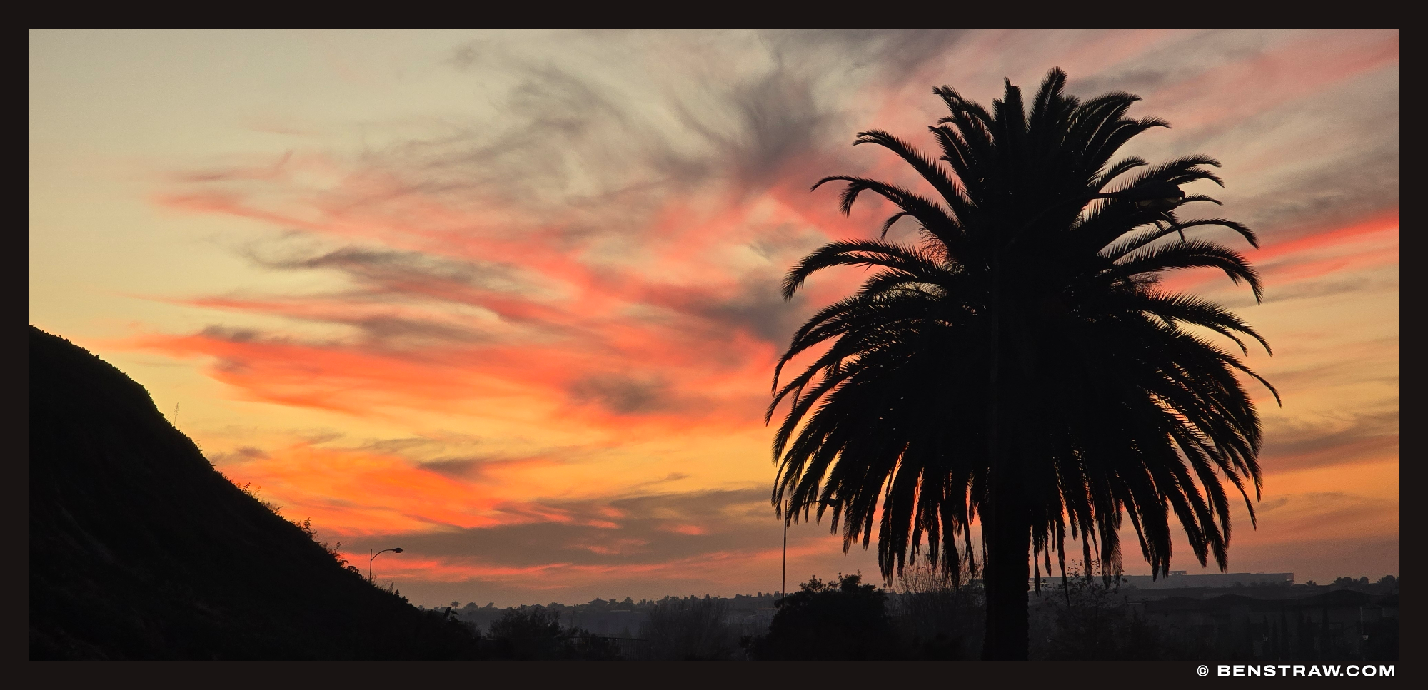 Palm Against a Burning Sky