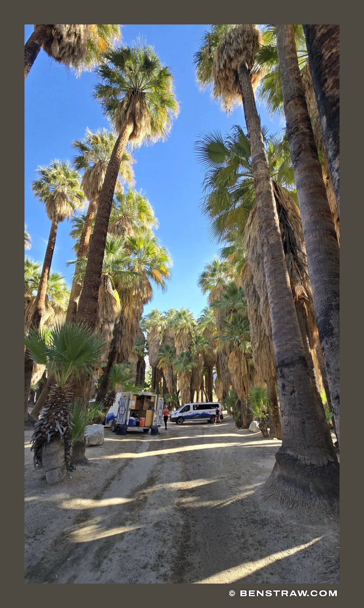 Palm Oasis, Mojave Desert