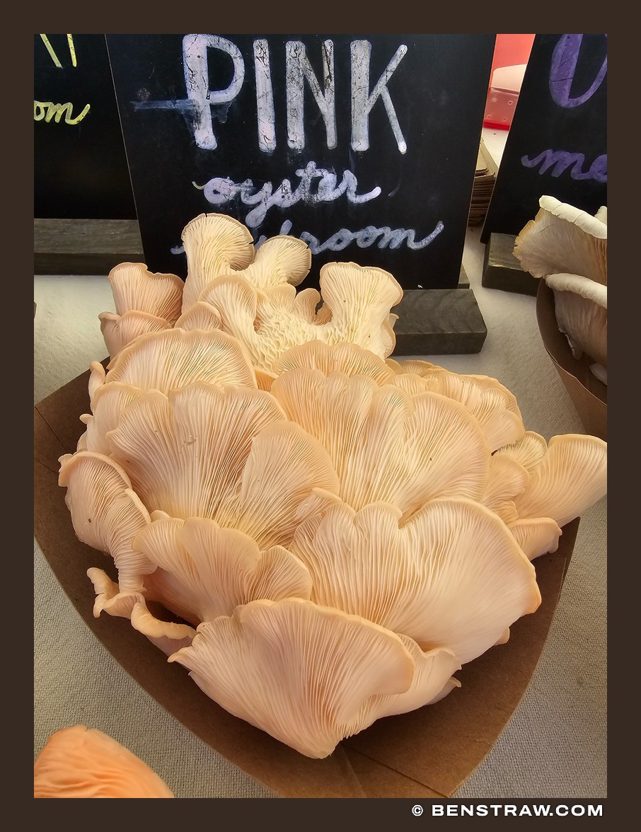Pink Oyster Mushrooms