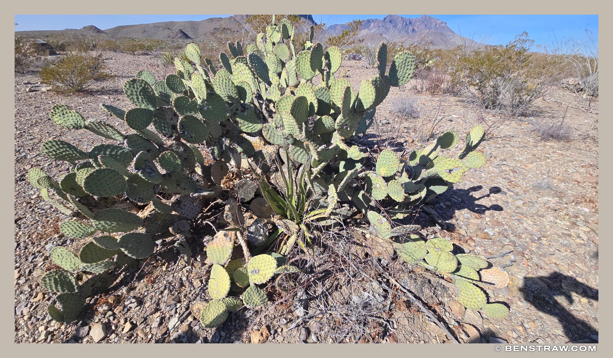 Prickly Pear in Big Bend