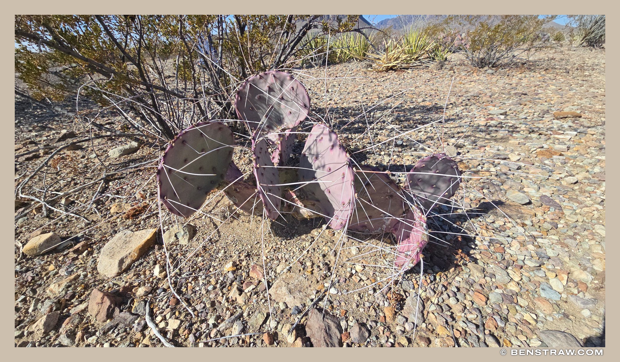 Purple Cactus, Long Spines