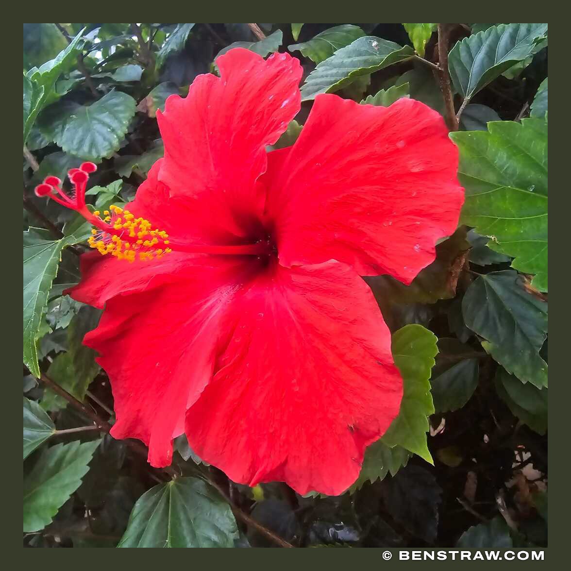 Red Hibiscus in Leaf