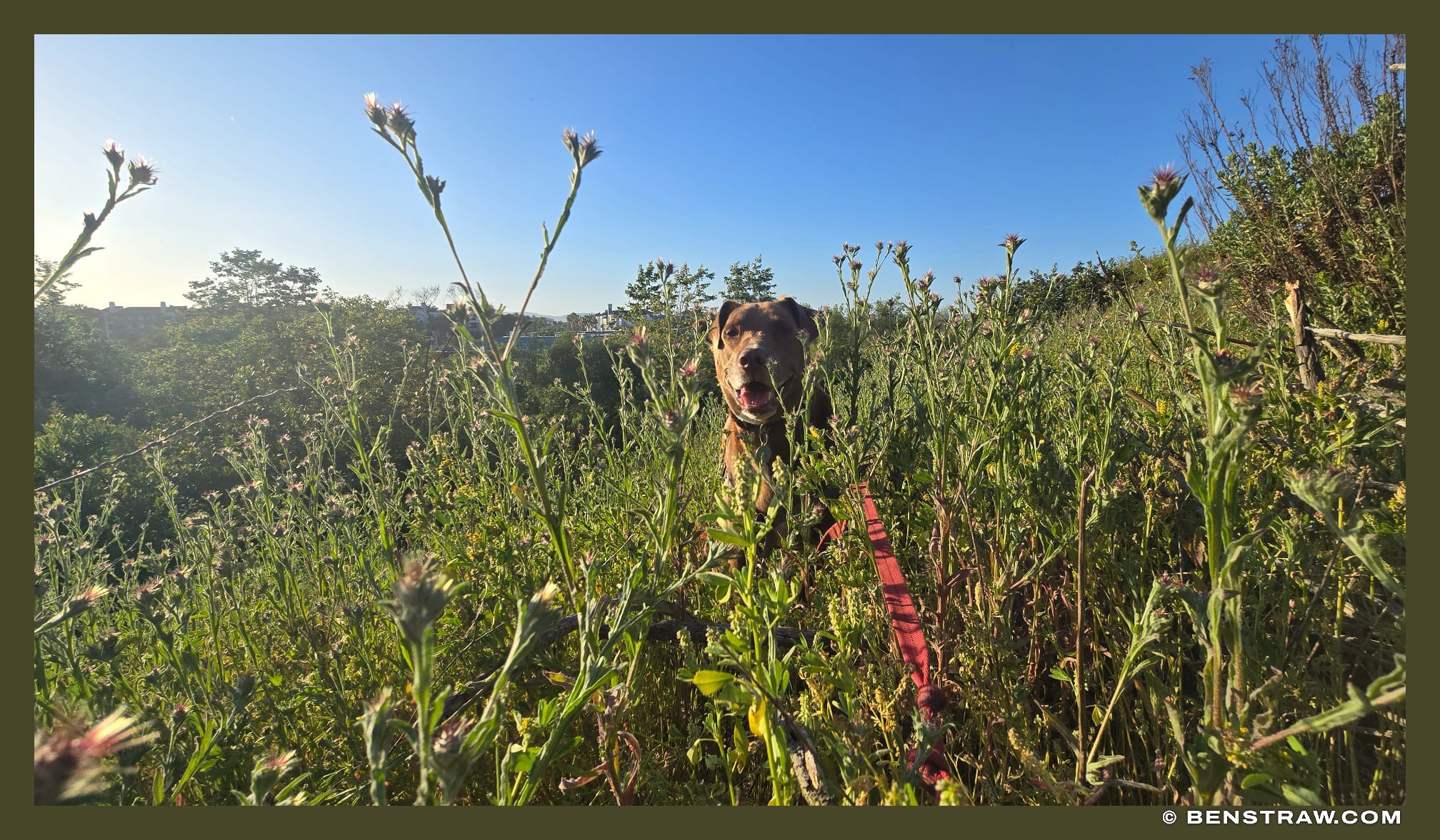 Rhys in the Thistles