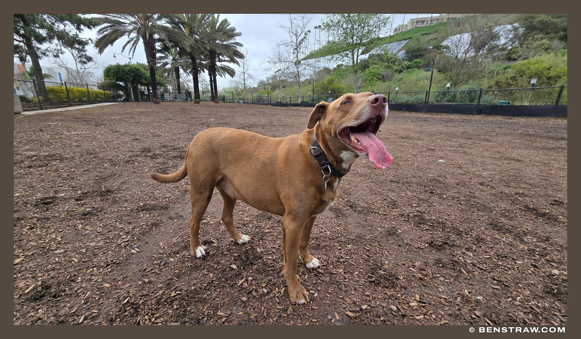 Rhys, Tongue Out