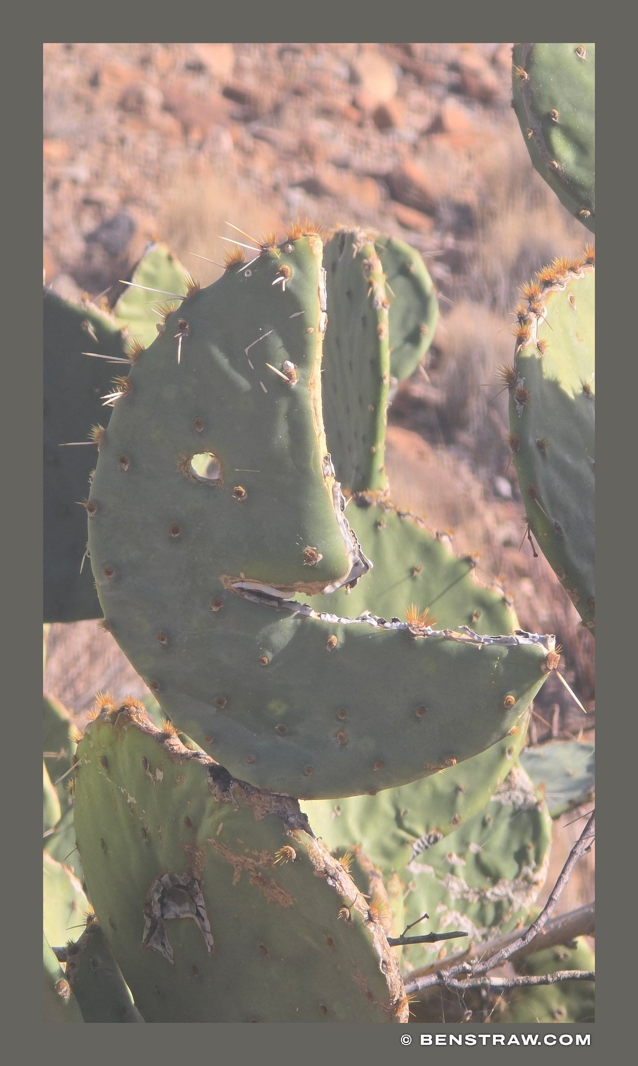 Smiling cactus in Big Bend National Park