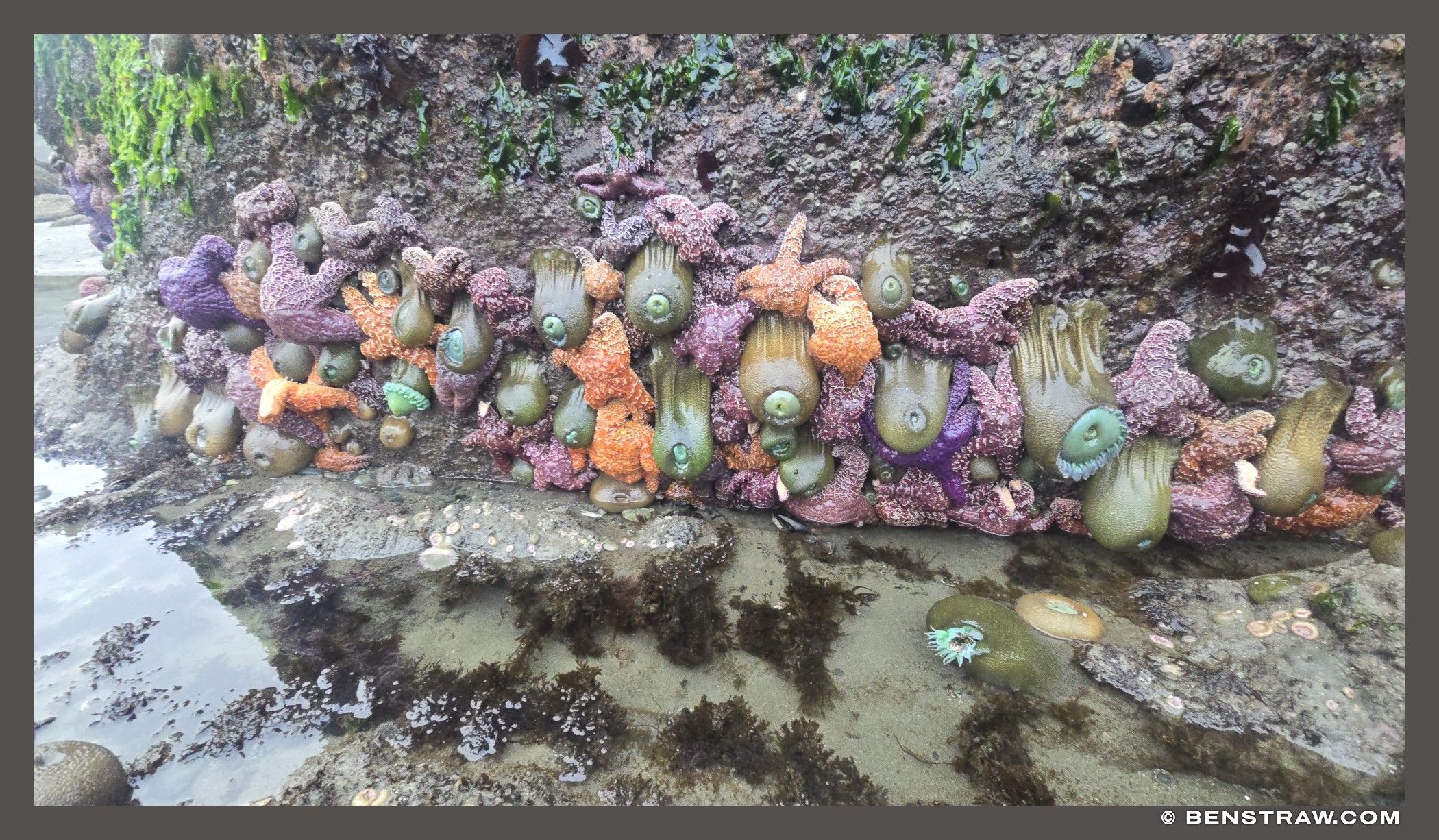 Tide Pool Anemones and Sea Stars on Shi Shi Beach