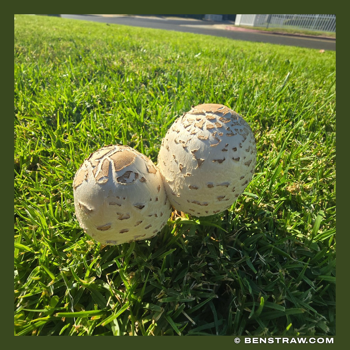 Two Mushrooms on the Lawn